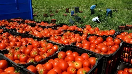 روسيا…تمنع دخول شحنات من الطماطم المستوردة من “المغرب