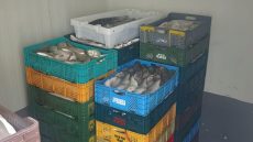 الداخلة..توقيف شخص من ذوي السوابق بحيازة 1.3 طن من الأسماك مشكوك في مصدرها