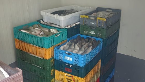 الداخلة..توقيف شخص من ذوي السوابق بحيازة 1.3 طن من الأسماك مشكوك في مصدرها