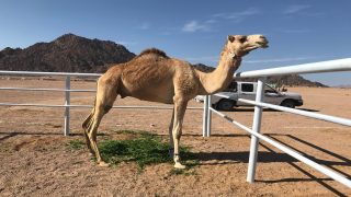 {"remix_data":[],"remix_entry_point":"challenges","source_tags":["local"],"origin":"unknown","total_draw_time":0,"total_draw_actions":0,"layers_used":0,"brushes_used":0,"photos_added":0,"total_editor_actions":{},"tools_used":{"transform":1},"is_sticker":false,"edited_since_last_sticker_save":true,"containsFTESticker":false}