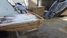 الداخلة..حجز 2.4 طن من سمك البوري كانت في طريقها للسوق السوداء بقرية لاساركا