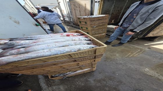 الداخلة..حجز 2.4 طن من سمك البوري كانت في طريقها للسوق السوداء بقرية لاساركا