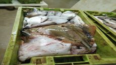 الداخلة..احباط تهريب 691 كيلوغراما من الأسماك غير القانونية شمال المدينة