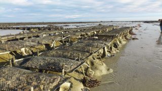 الداخلة: قرار بمنع جني وتسويق المحار بمنطقتين بعد تسجيل مستويات مرتفعة من السموم البحرية.